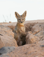 A Kit Fox looks around as it stands up halfway out of a den burrow as the pale evening sky casts soft light over the whole scene. 