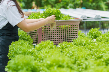 Organic vegetables grown with hydroponic systems to control the quality of organic vegetables to...