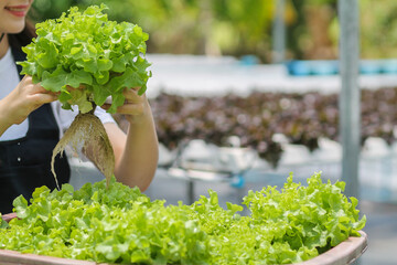 Young women are harvesting organic vegetables from hydroponics to grow vegetables that are healthy....