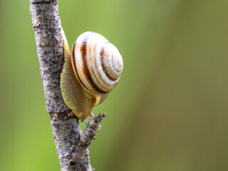 Snail on tree branch. A snail crawling along a branch
