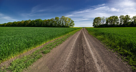 Wide girth of the horizon in the fields of Ukraine.
Dirt road along the field.Panorama of Ukrainian...