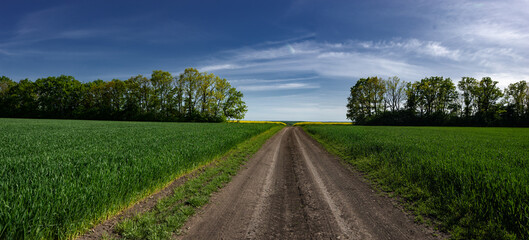 Wide girth of the horizon in the fields of Ukraine.
Dirt road along the field.Panorama of Ukrainian...