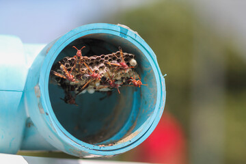Hymenoptera is building a nest to feed the larvae in a blue PVC pipe in a vegetable garden, and...