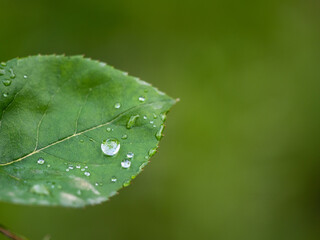 Waterdrops on leaf. Rain drops on rose leafes, macro