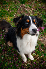 Australian Shepherd