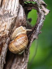 Snail on tree branch. A snail crawling along a branch