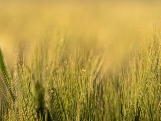 Grass. Fresh green spring wheatwith dew drops closeup