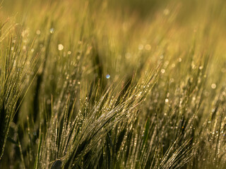 Fototapeta premium Grass. Fresh green spring wheatwith dew drops closeup
