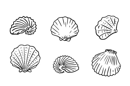 Seashell hand drawn illustrations in various shapes and sizes. Set of shells isolated on white background.
Ideal for design elements in nautical themes, marine and beach decor. 