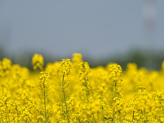 Obraz premium Yellow field with oil seed rape, in early spring