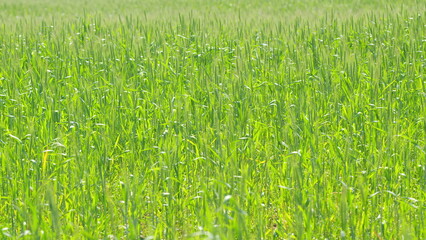 Generic agriculture and cereals concept. Green wheat field at sunny day. Riped wheat grain ear....