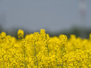 Yellow field with oil seed rape, in early spring