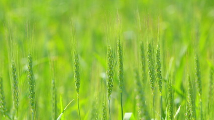 Green wheat in fields blowing with the wind. Low angle. Big harvest of wheat. Slow motion.