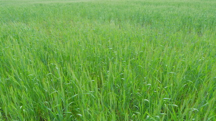 Obraz premium Agricultural wheat field. Wheat ears swaying in evening gentle wind. Large field develop in the wind, bright light. Slow motion.