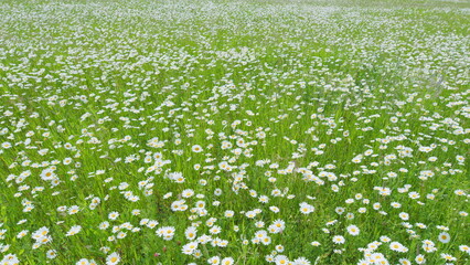 Blooming camomile in the green field. Flowering and collection of medicinal plants. Wide shot.