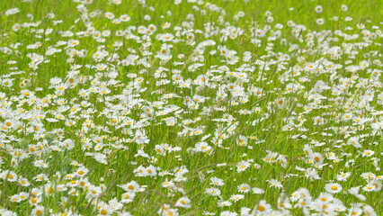 Chamomile on a background of green grass. Chamomilla recutita l. Spring season. Slow motion.