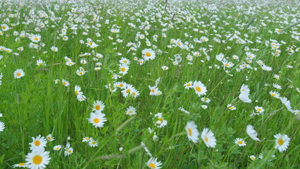 White daisies in wind swaying. White soft petals swaying in the wind on the background of green...