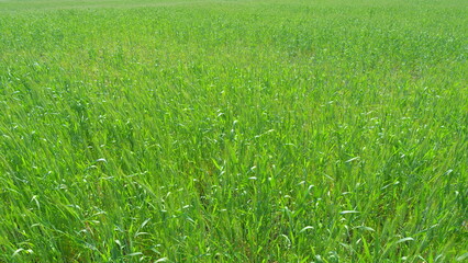 Juicy fresh ears of young green wheat on nature in spring summer. Ripening ears of wheat field....