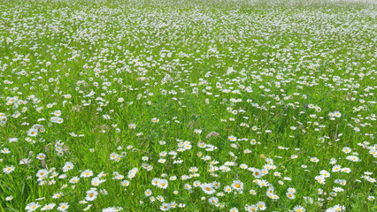 Field of blooming white daisies swaying in the wind. White and yellow daysies sway in the wind....