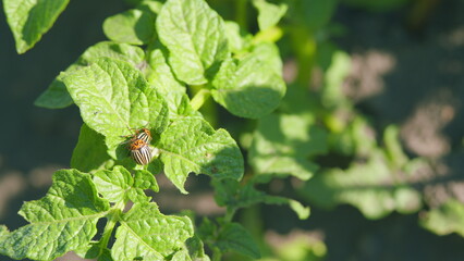 Insect pests mating and destroy vegetation. Reproduction of colorado potato beetles in bushes of...