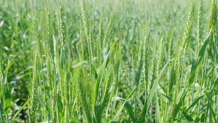 Young green ears of wheat. Farmer wheat field. Agriculture. Spring harvest.
