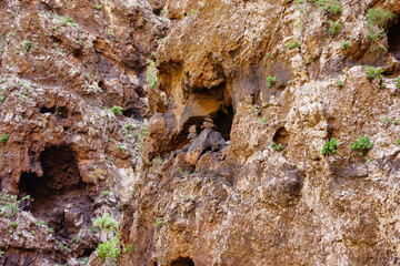 Masca Gorge is a narrow valley in the north-west of the island of Tenerife.