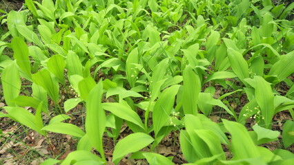 Small white lily-of-the-valley flowers and young green leaves. Free space, natural concept. Slow...