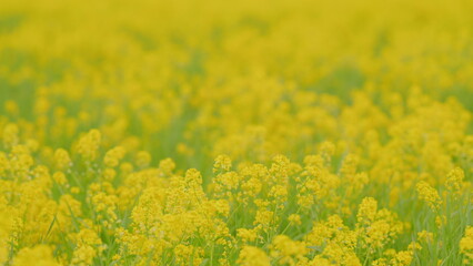 Rapeseed is plant for green industry. Scenic rural landscape with yellow rape. Close up.