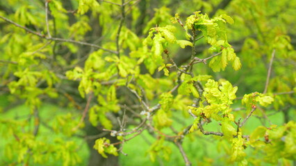 Young juicy green leaves and oak flowers. Long male catkin of canadian oak swaying on a branch....