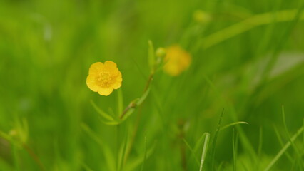 Obraz premium Wild flowers in a meadow swaying in the wind. Yellow buttercup flowers blooming on meadow in spring season. Close up.