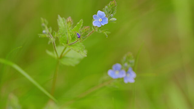 Blue flowers germander speedwell, on a green grass. Blooming veronica chamaedrys on a spring day. Selective focus.