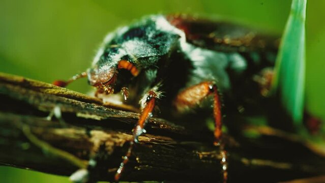 Macro beetle footage of european cockchafer on a leaf