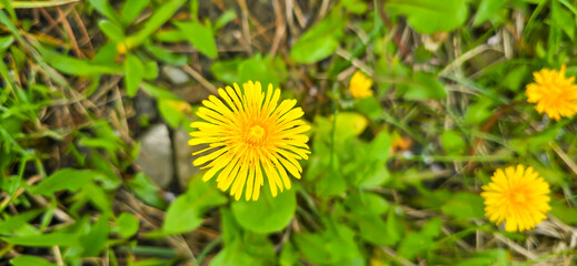 Blooming yellow dandelions in the spring medow