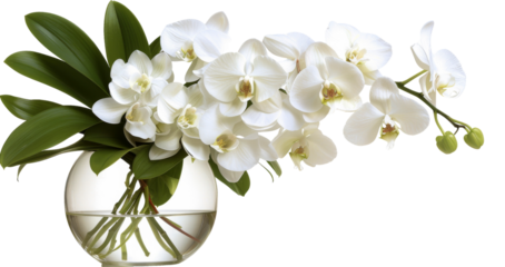 White Phalaenopsis Flowers in Glass Vase on Table isolated on white transparent background