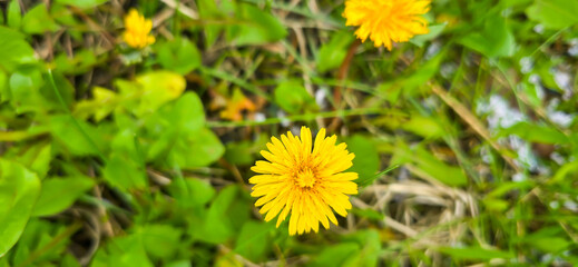 Blooming yellow dandelions in the spring medow