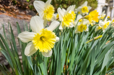 Yellow and white daffodils outdoors on a bright sunny day