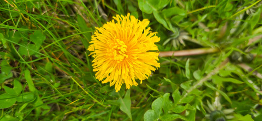 Blooming yellow dandelions in the spring medow