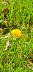 Blooming yellow dandelions in the spring medow
