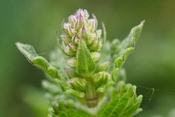 close up of plant 