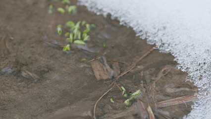 Sprouts of the first grass in a spring stream, snow lies on the banks. First green grass in spring....