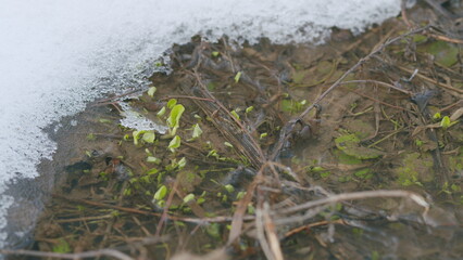 Fresh spring melt water in a stream along the banks of which fresh green grass grows. Snow lies on...