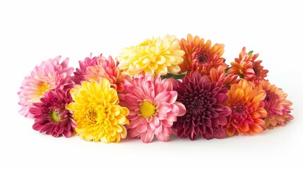 A variety of colorful chrysanthemum in full bloom