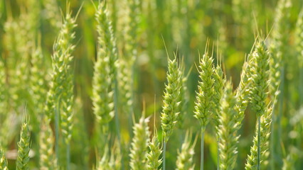 Wheat ears sway in wind. Agriculture industry. Farming wheat on farm. Field of ripe wheat. Close up.
