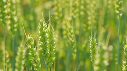 Golden warm light. Wind sways thick barley in a field creating waves. Natural wheat field. Close up.