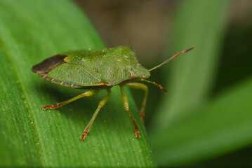green bug on a leaf