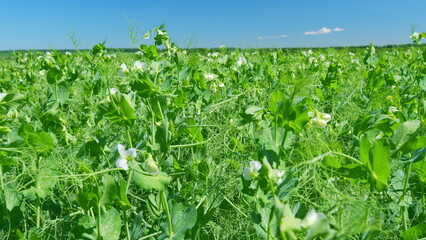 Peas flowers blooming in agriculture field. Flowers of pea or pisum sativum, in early summer on...