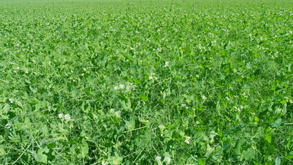 Pea white flowers and leaves swinging gently with wind. Cultivated legumes. Wide shot.