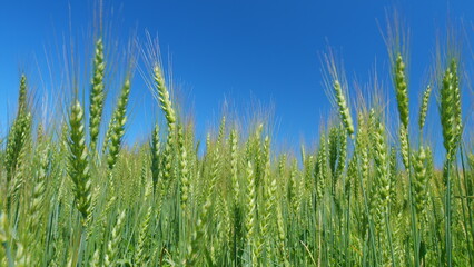 Obraz premium Fresh ears of young green wheat on nature in spring field under clear blue sky. Agriculture summer background. Large crop of grain.