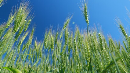 Beautiful blue sky. Agriculture concept. Low anlgle view. Rural landscape and eco-friendly grain...