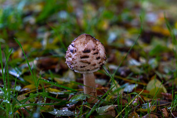 grzyb © Romek